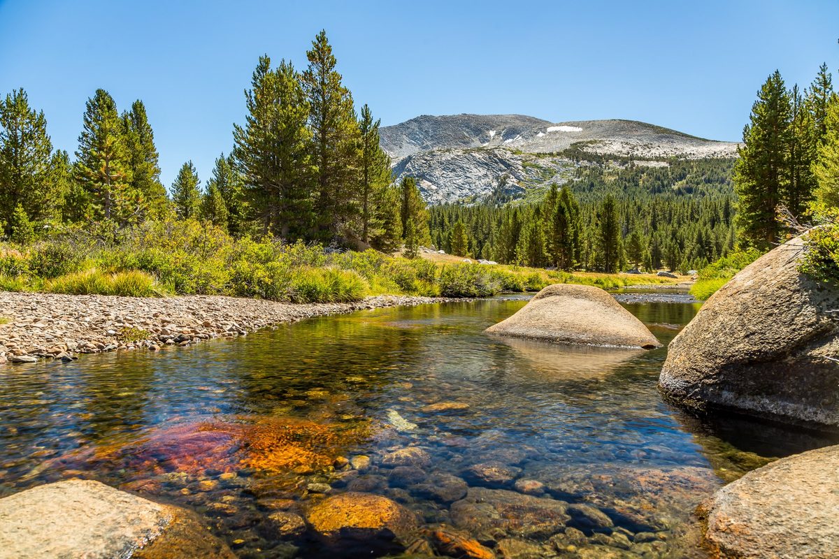 Sapos de Yosemite entran sanos en madrigueras de invierno y emergen en primavera con infecciones mortales