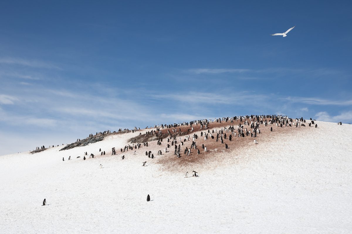 La caca de pingüino derrite la nieve en la Antártida: así funciona