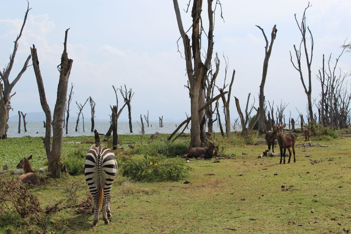 Animales salvajes varados en una isla de Kenia: científicos visitaron cinco años después y hallaron algo inquietante