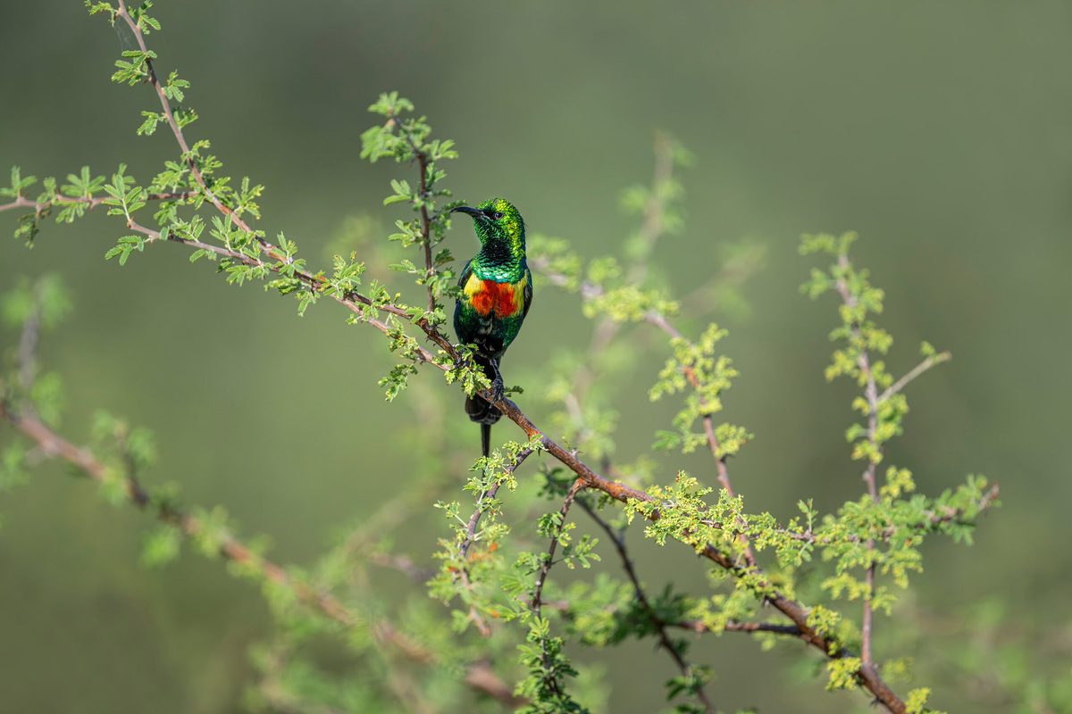 Por qué Gambia debería ser tu próximo destino para la observación de aves
