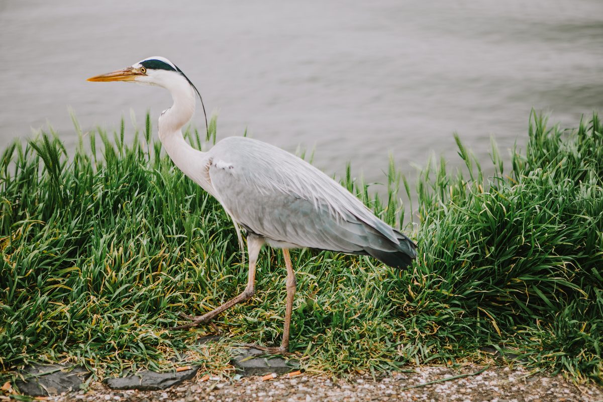 ¿Las aves tienen rodillas?