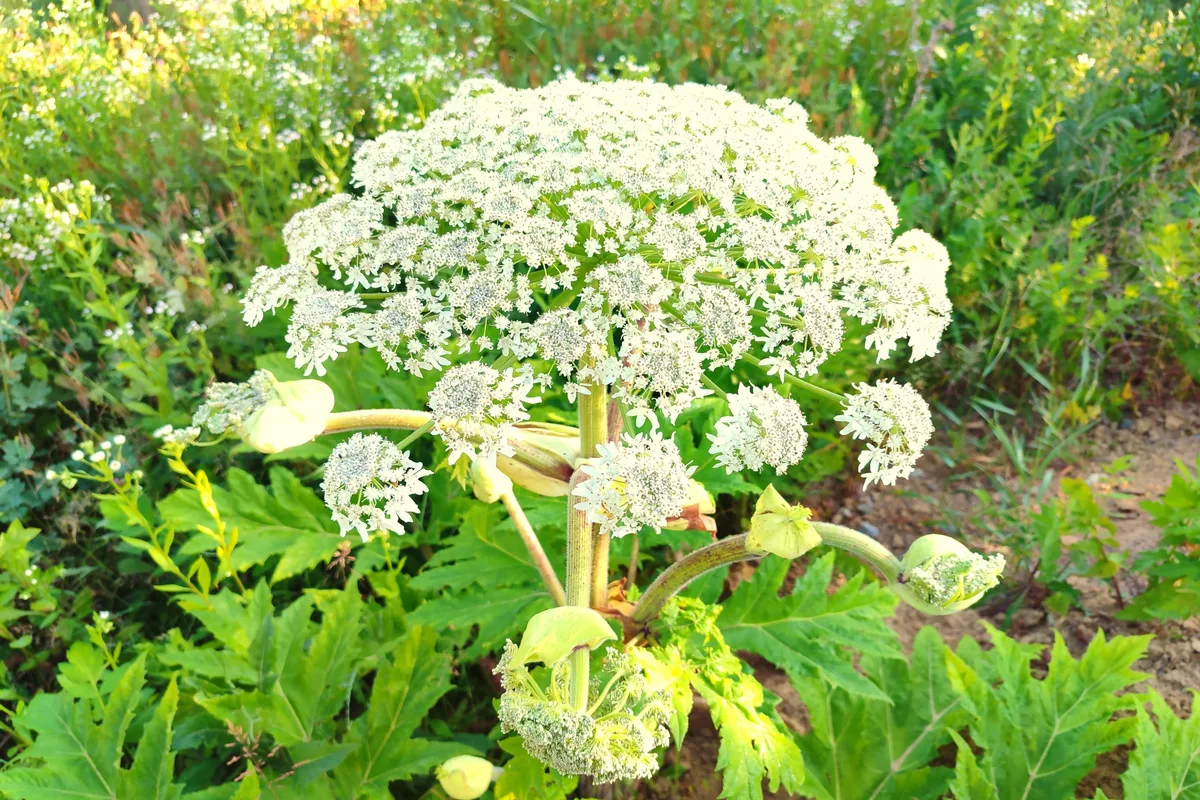 A white flowering plant