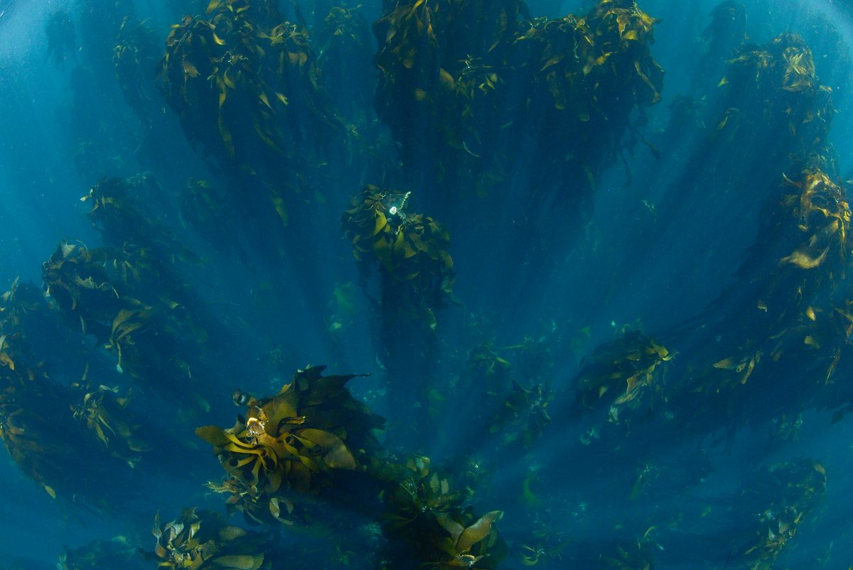 Bosque submarino único: hogar de uno de los organismos de crecimiento más rápido del planeta