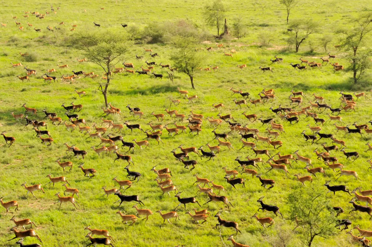 White-eared Kob (Kobus kob leucotis) migrating through Boma National Park, South Sudan