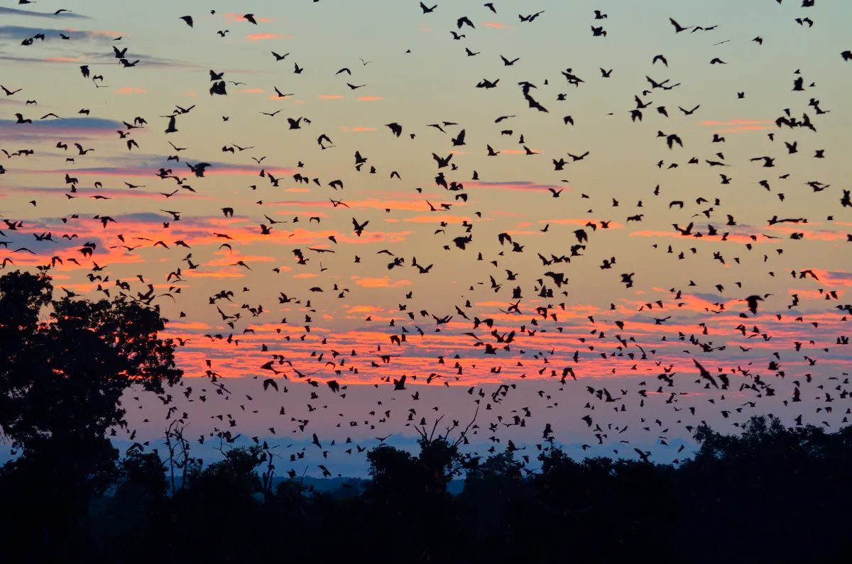 Straw-coloured Fruit Bats (Eidolon helvum), in flight at first light, Kasanka National Park, Zambia