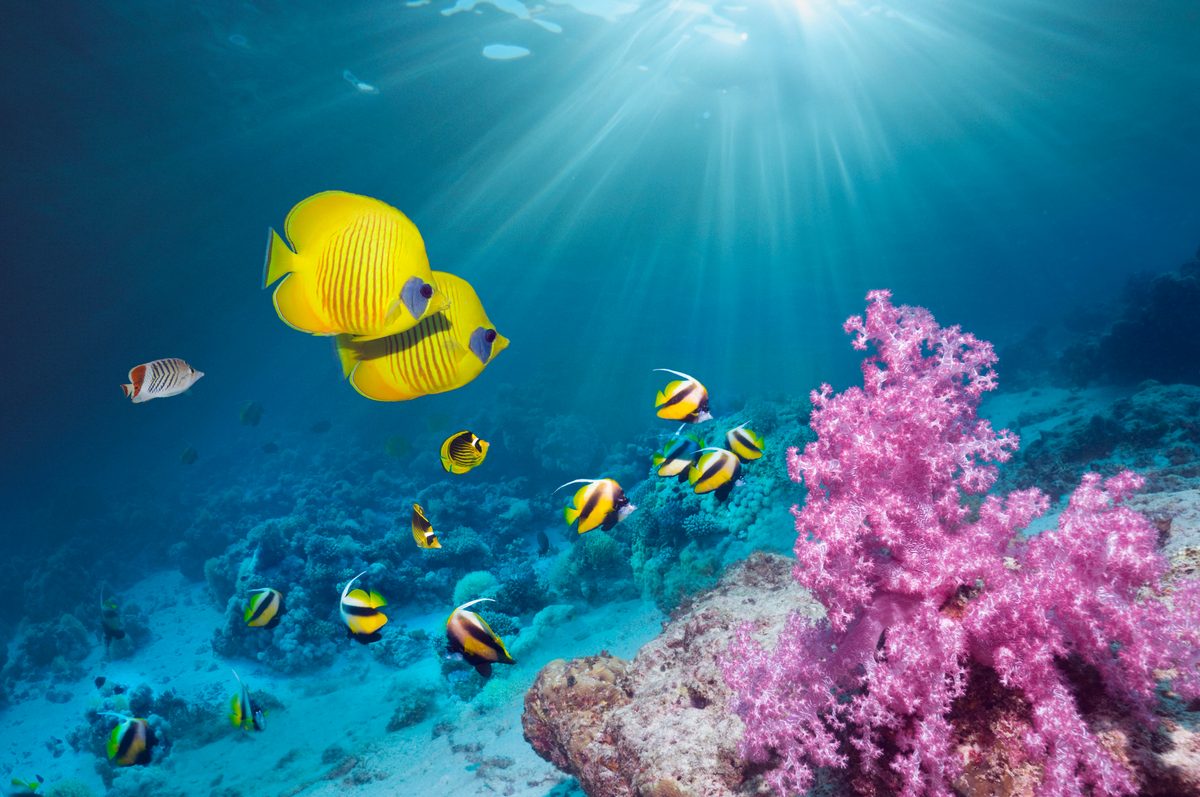 ¿Los peces realmente beben agua?