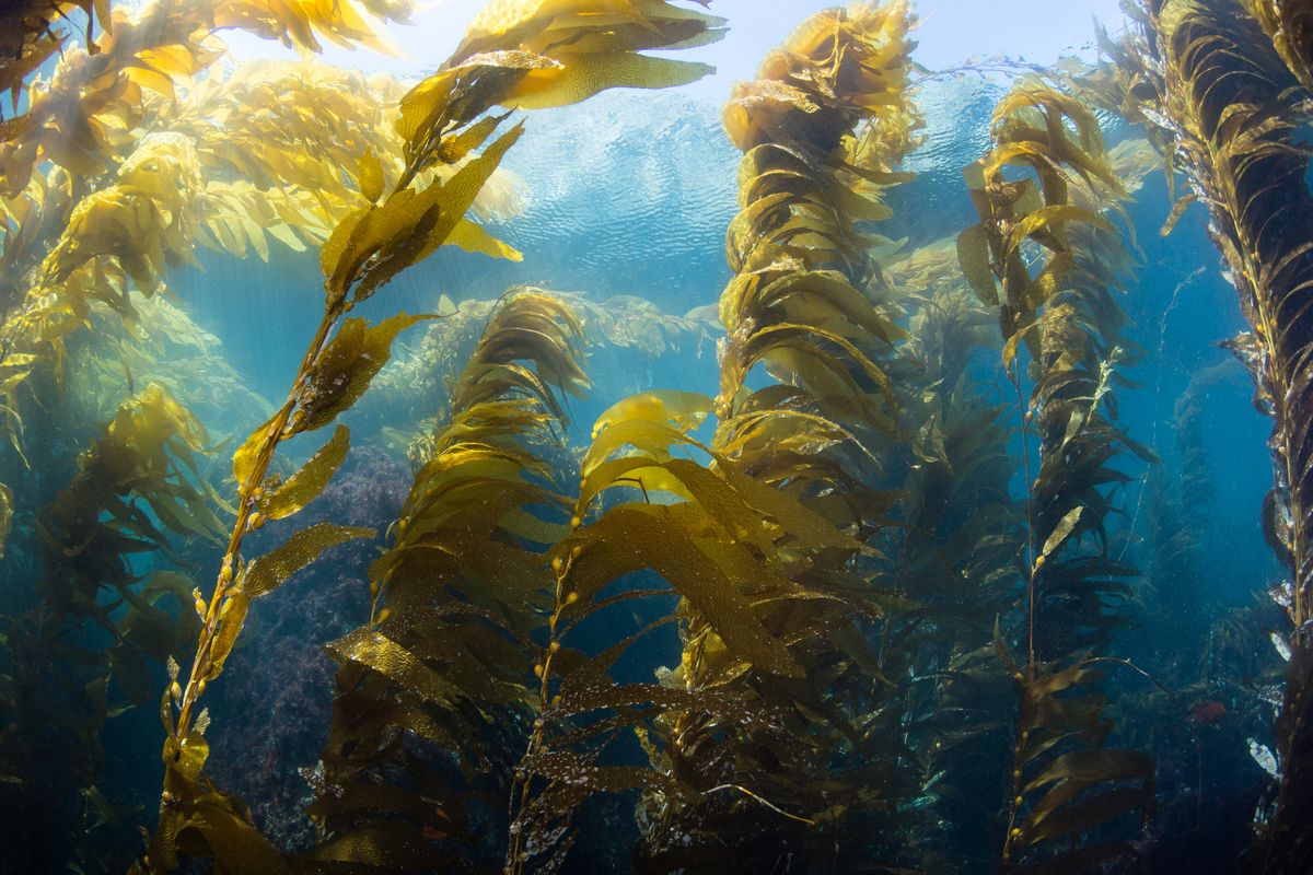 ¿Qué es el alga marina y en qué se diferencia de las plantas?