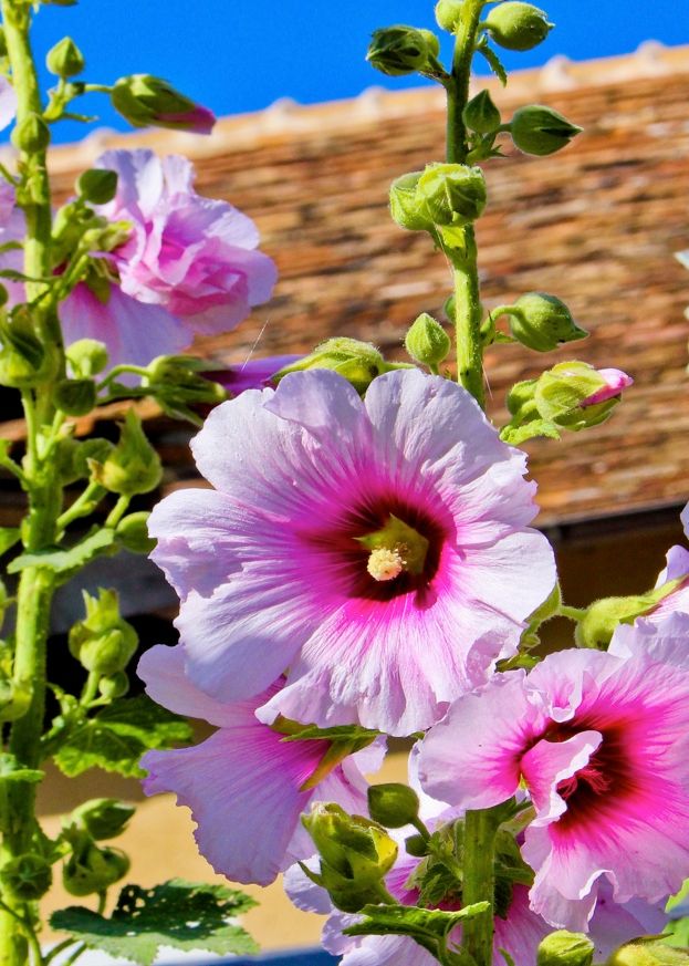 ¿Por qué las flores se orientan hacia arriba o hacia abajo?