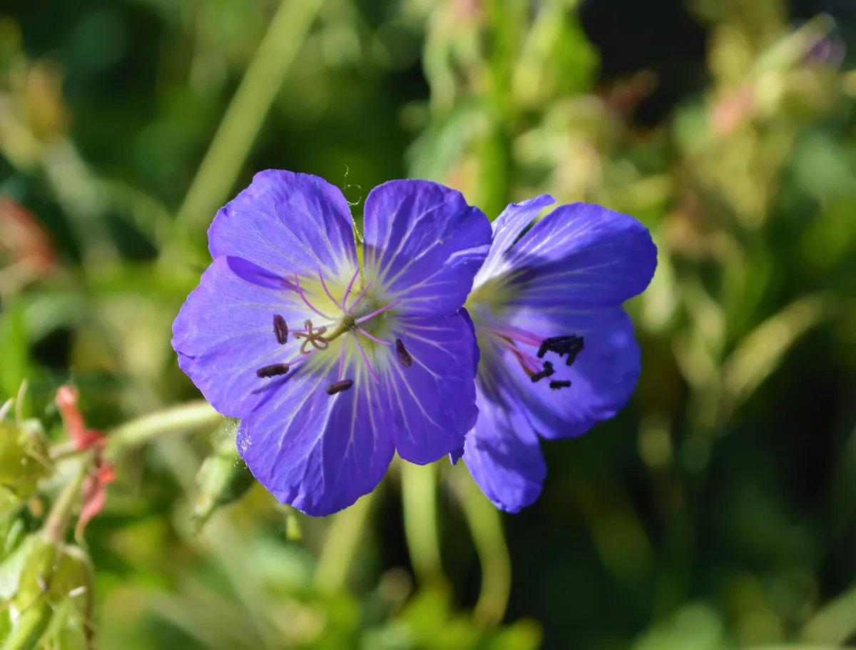 Meadow crane's-bill (Geranium pratense) is a herbaceous perennial. © paulfjs/iStock/Getty Meadow crane's-bill (Geranium pratense) is a herbaceous perennial.