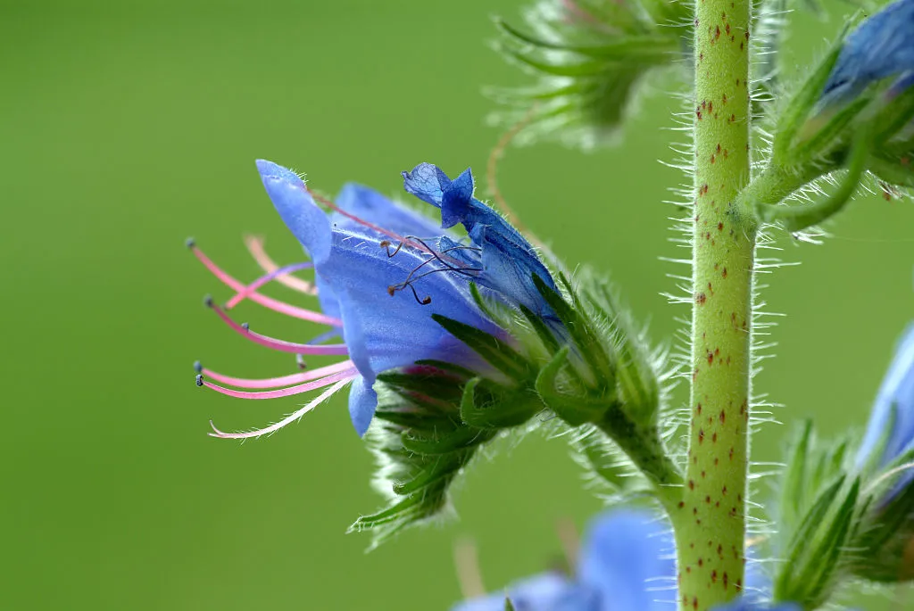 Blossom of Viper's-bugloss (Echium vulgare) Blossom of Viper's bugloss (Echium vulgare)