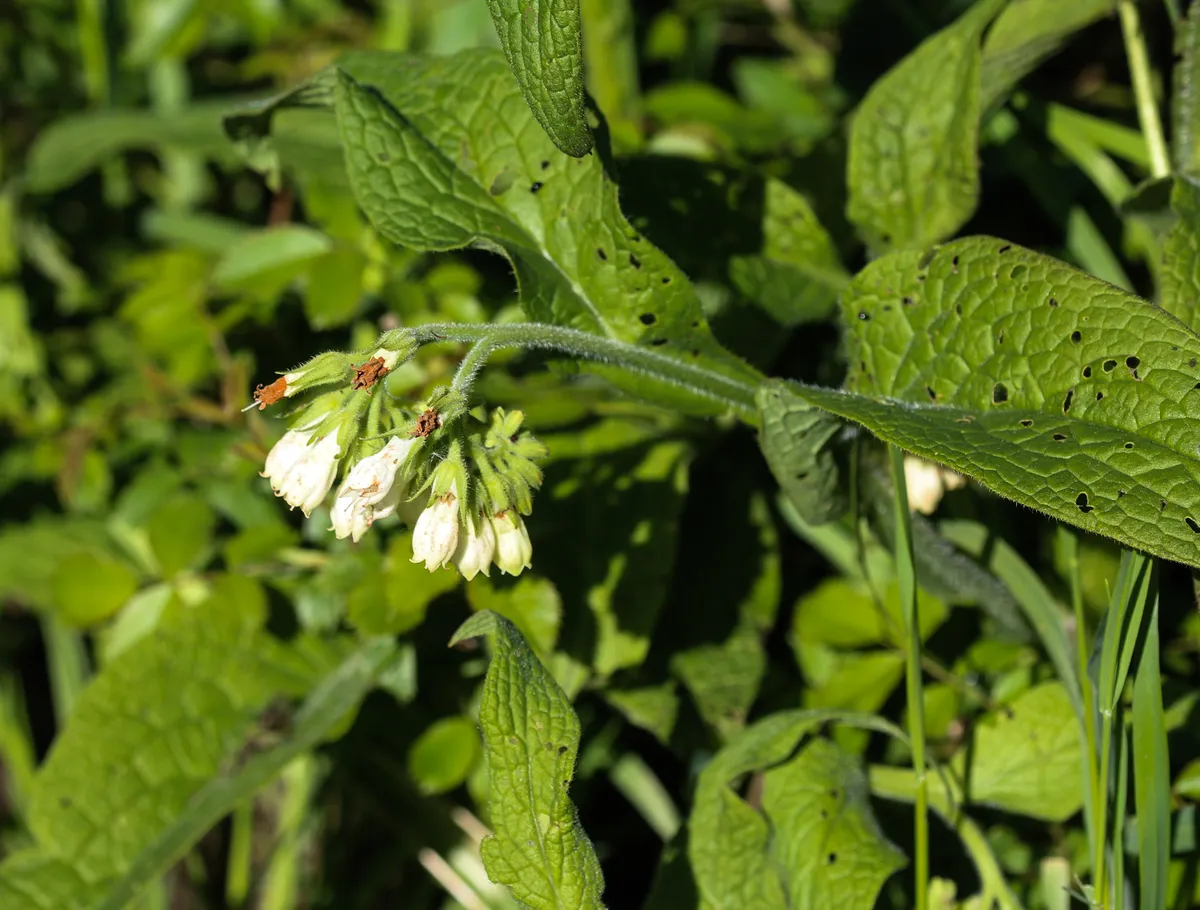 Comfrey. © Michael Meijer/Getty Comfrey. © Michael Meijer/Getty