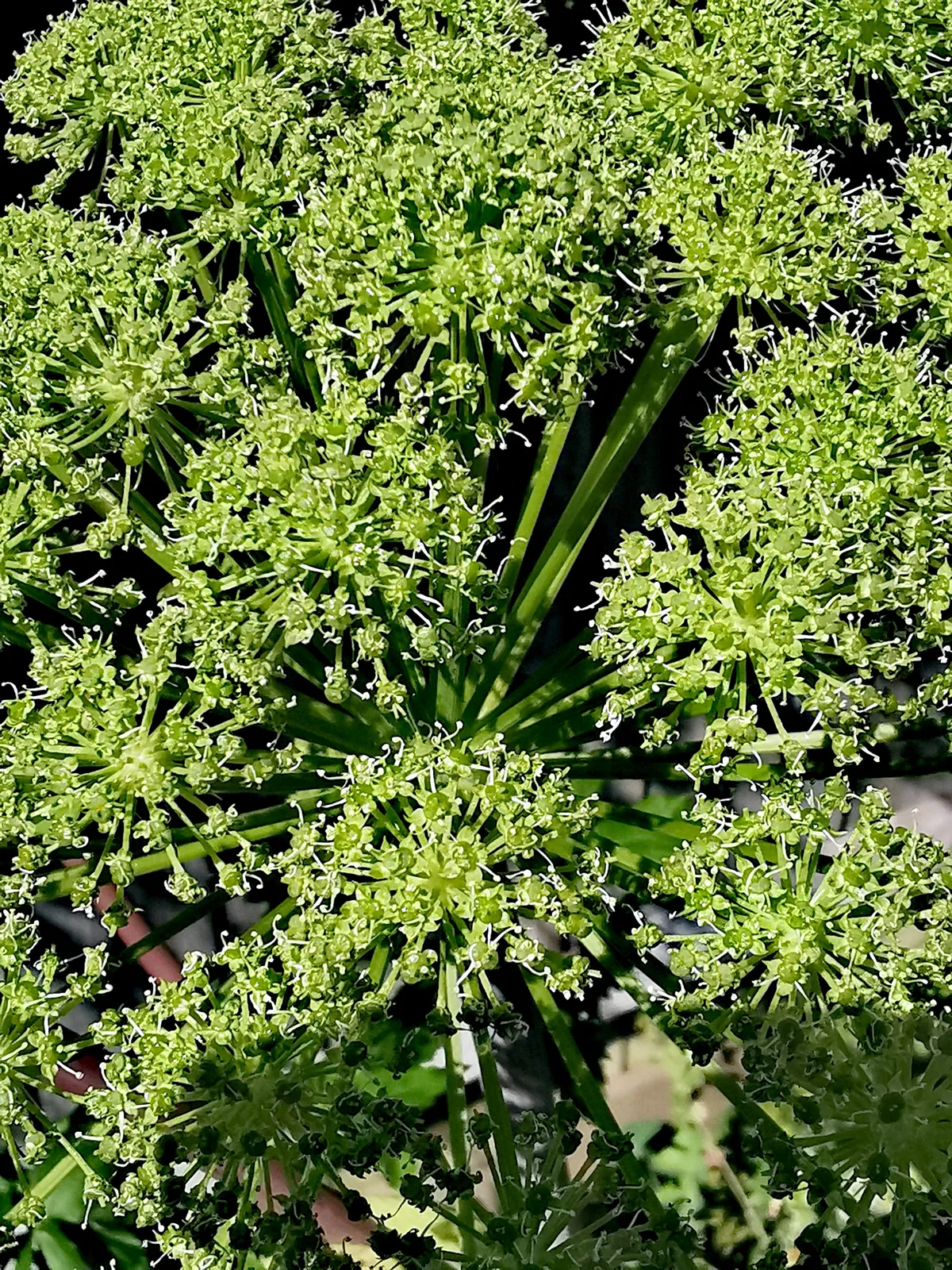 Garden angelica (Angelica archangelica) flower buds. © Daniela White Images/Moment/Getty Garden angelica (Angelica archangelica) flower buds.