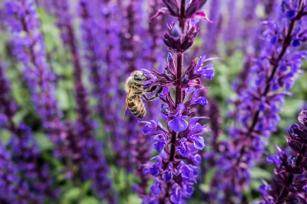 Honeybee on catmint flowers. © Ivanoal/Getty Honeybee on catmint flowers. © Ivanoal/Getty