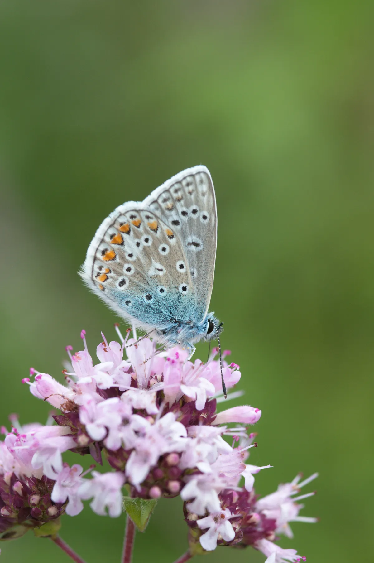 Common blue butterfly on marjoram (Origanum vulgare). © Ian West/Oxford Scientific/Getty Images Plus Common blue butterfly on marjoram (Origanum vulgare).