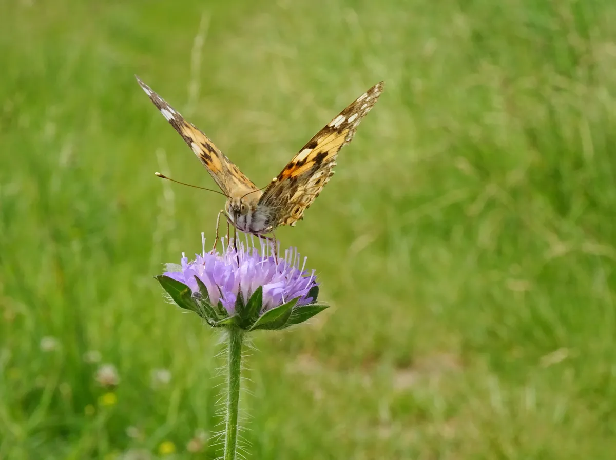 Painted lady butterfly on a field scabious. © Carolos Rodriguez/Getty Painted lady butterfly on field scabious. © Carolos Rodriguez/Getty