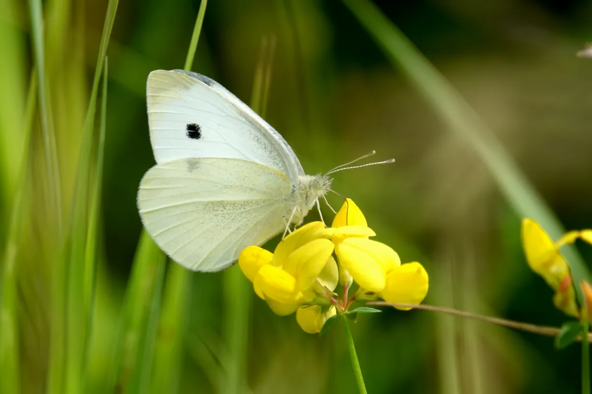 Bird's foot trefoil. © Erik Agar/Getty Bird's foot trefoil. © Erik Agar/Getty