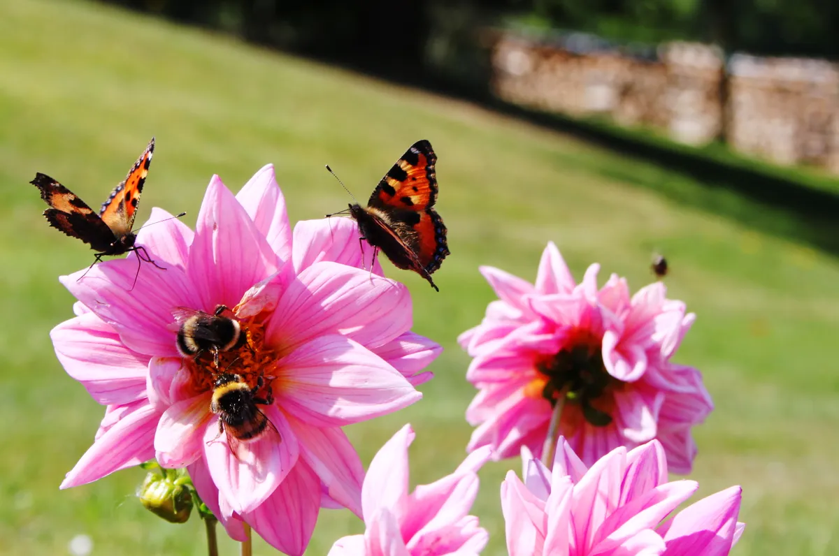 Small tortoiseshells bumblebees on pink dahlias. © Lisaeleba/Getty Small tortoiseshells bumblebees on pink dahlias. © Lisaeleba/Getty