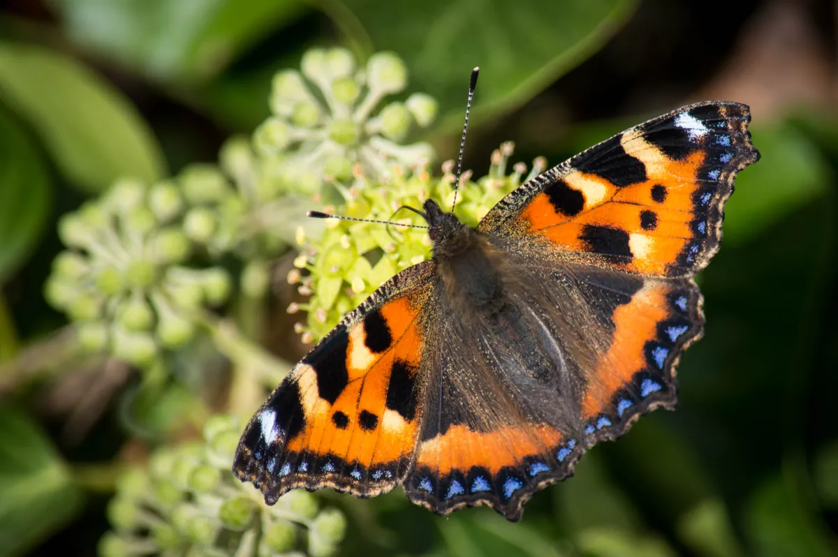 Small tortoiseshell butterfly on ivy flowers. © Estuary Pig/Getty Small tortoiseshell butterfly on ivy flowers. © Estuary Pig/Getty