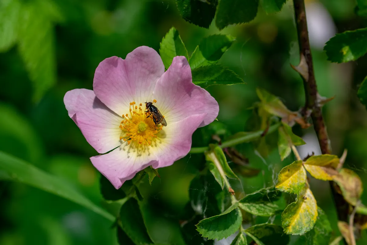 Dog rose. © Andi Edwards/Getty Dog rose. © Andi Edwards/Getty
