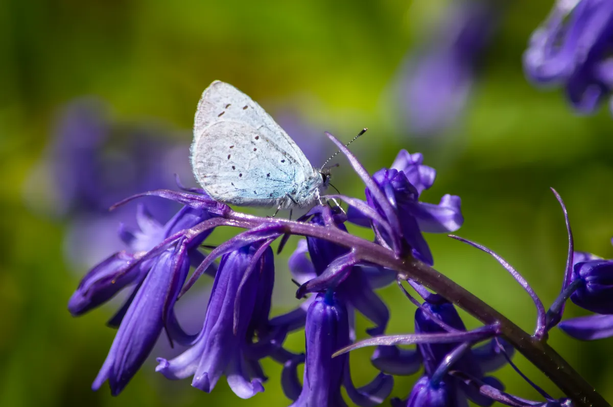 A holly blue butterfly resting on a bluebell. © Estuary Pig/Getty A holly blue butterfly resting on a bluebell. © Estuary Pig/Getty