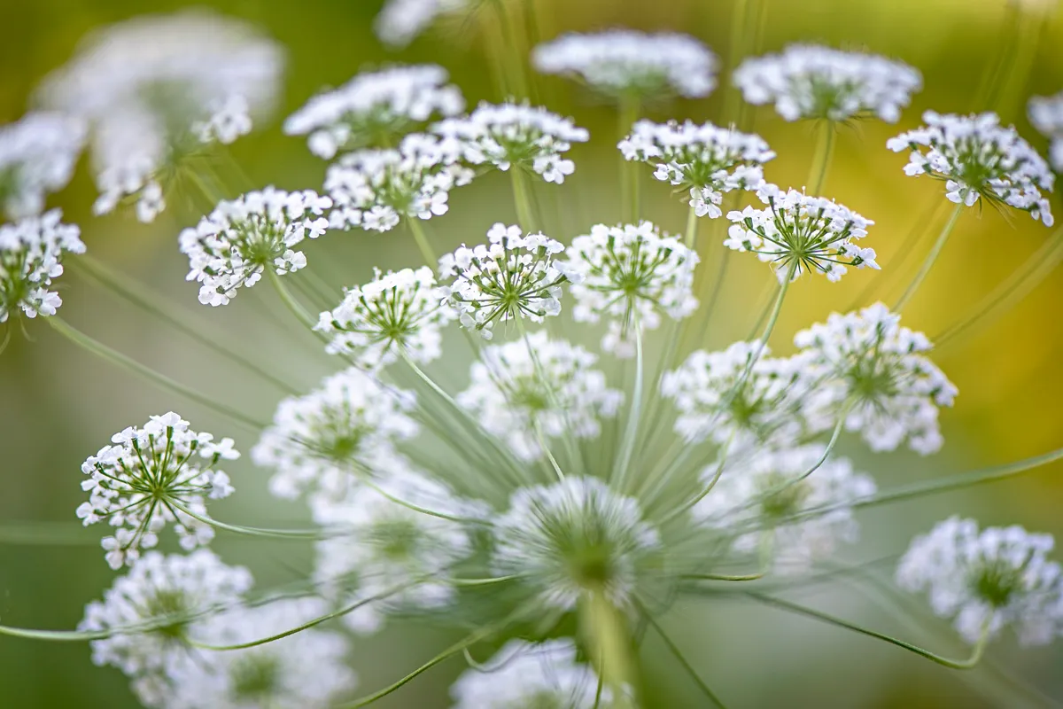 Flowering wild carrot (Daucus carota). © Jacky Parker Photography/Moment/Getty Flowering wild carrot (Daucus carota).