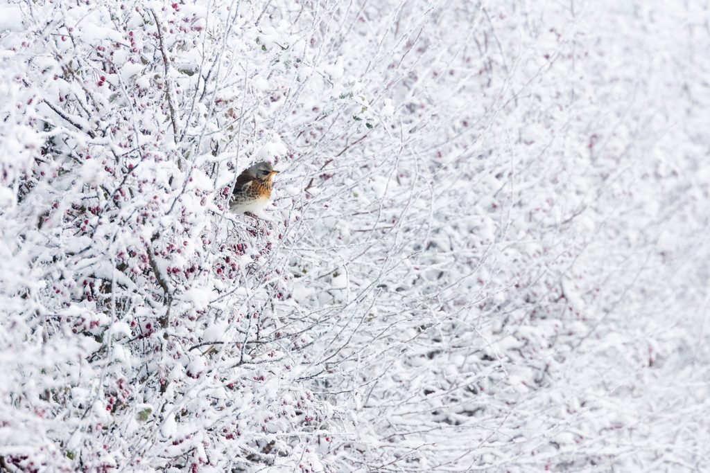 Fauna británica en febrero
