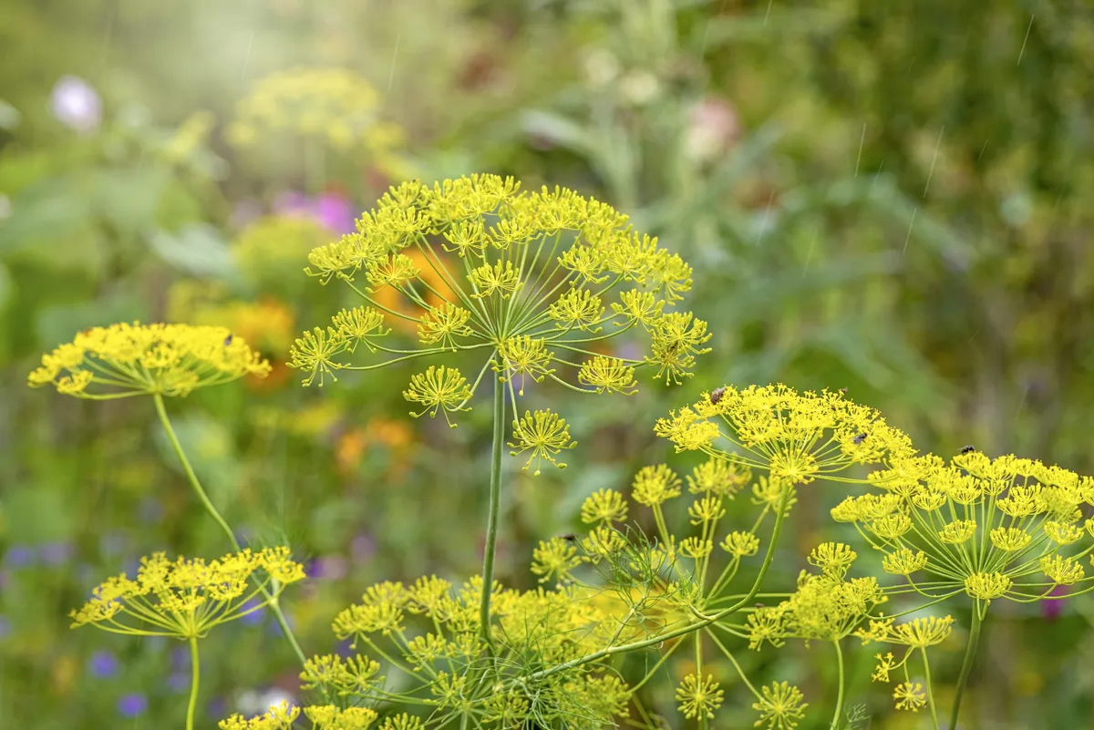 Fennel flowers (Foeniculum vulgare)