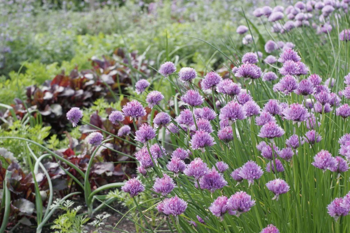 Vegetable plot with flowering chives (Allium schoenoprasum)