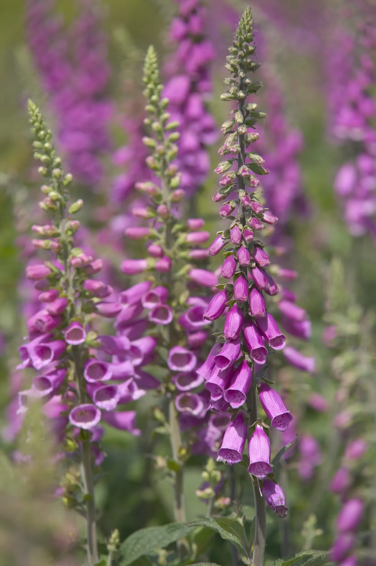 Foxgloves (Digitalis purpurea)