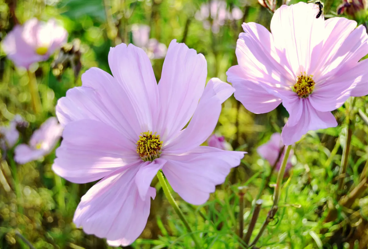 Cosmos (Cosmos bipinnatus)