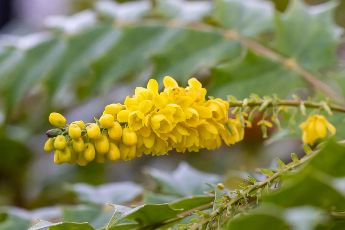 Mahonia x media flowers