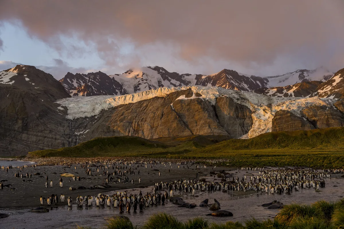 Thousands of penguins stand agains a backdrop of glaciers