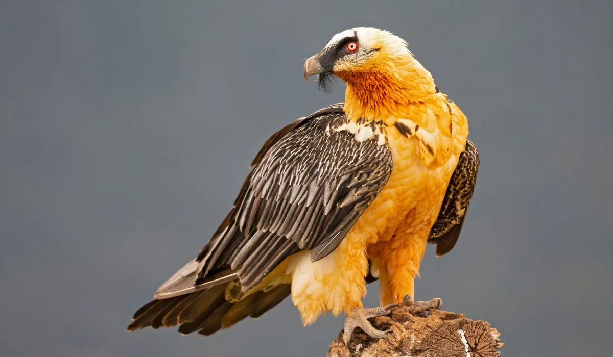 A bearded vulture perched on a large tree trunk with a dark grey background.