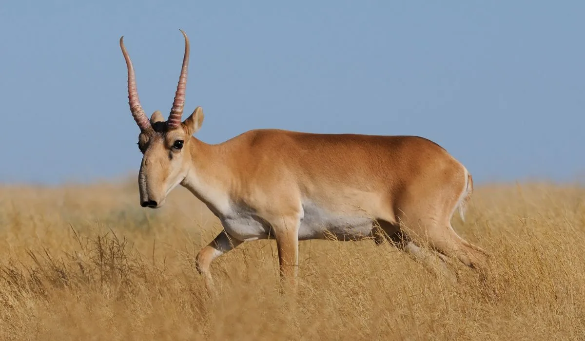 ritically endangered wild male Saiga antelope (Saiga tatarica, male) in morning steppe.