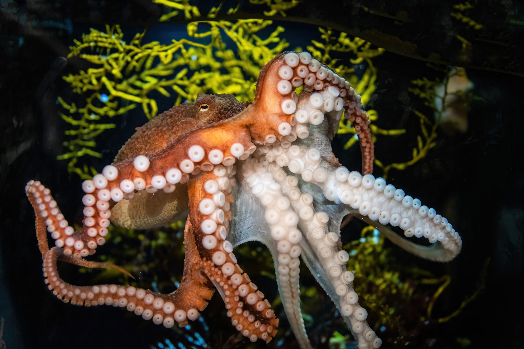 The giant octopus in the dark water
