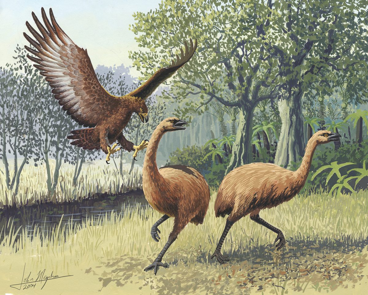 Las águilas más mortales de la historia, incluyendo un imponente ave rapaz de 18 kg que aterrorizó a los neozelandeses hasta su extinción en el siglo XV