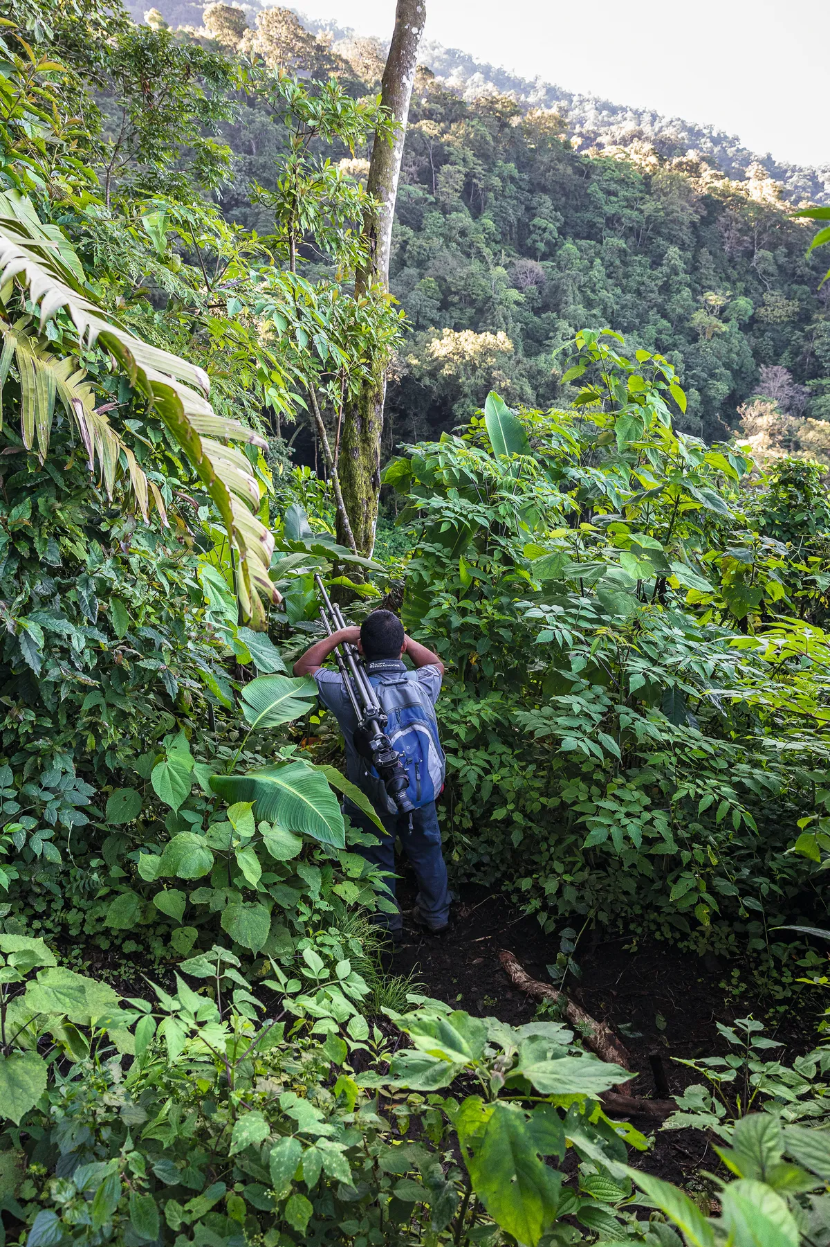 A guide in the Guatemala forest