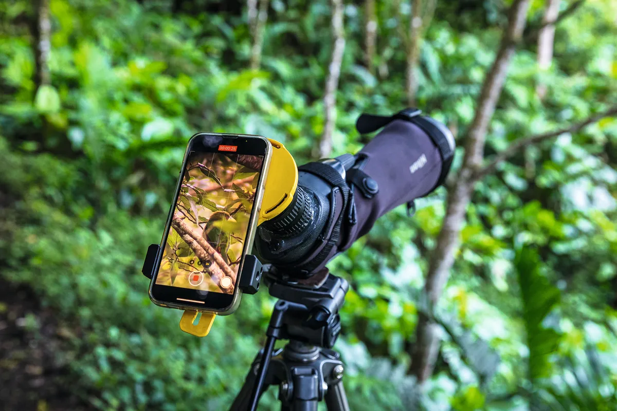 Northern emerald toucanet through telescope