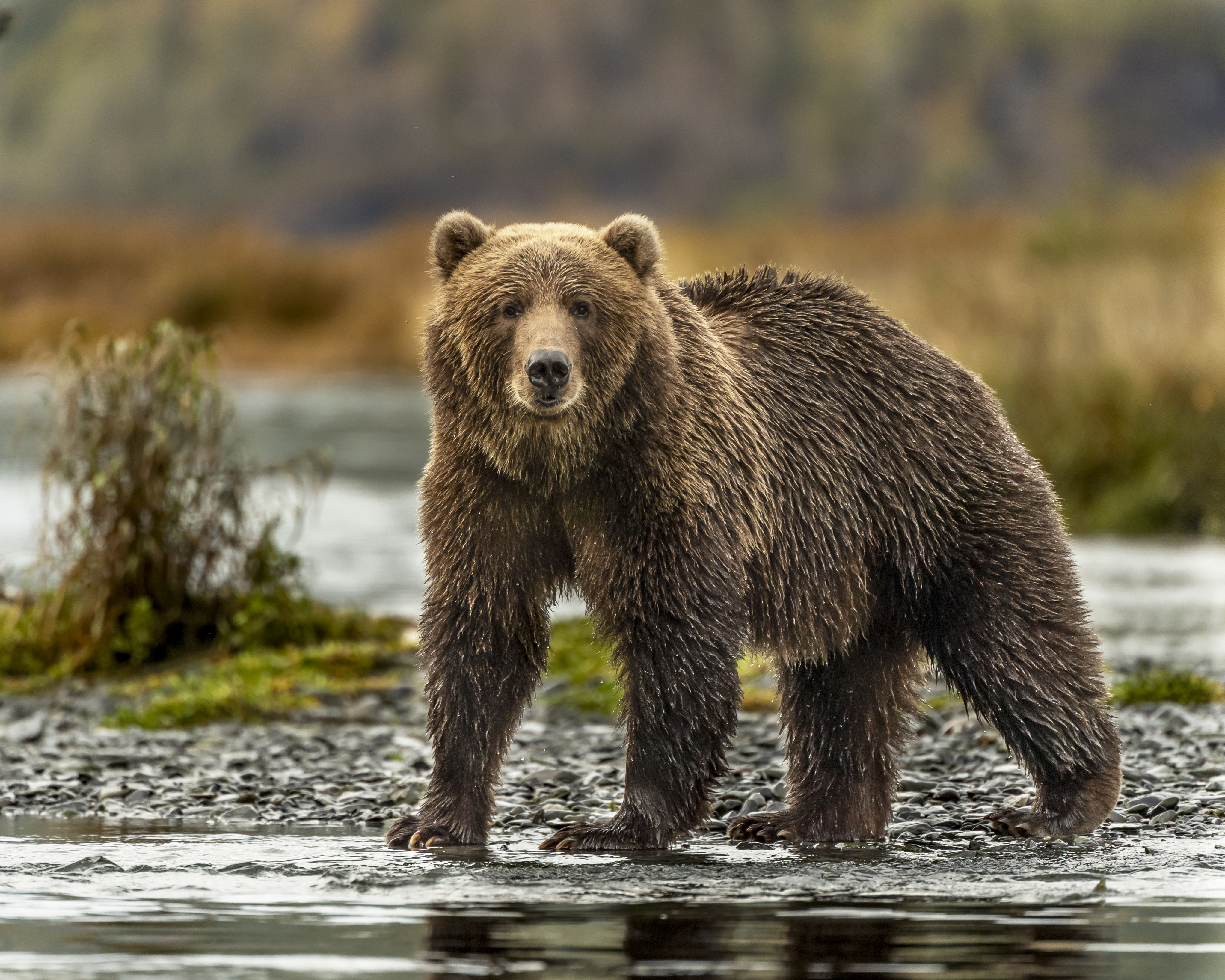 Grizzlies have produced fertile young with polar bears, but are they the same species? © Laura Hedien/Getty Grizzlies have produced fertile young with polar bears, but are they the same species? © Laura Hedien/Getty