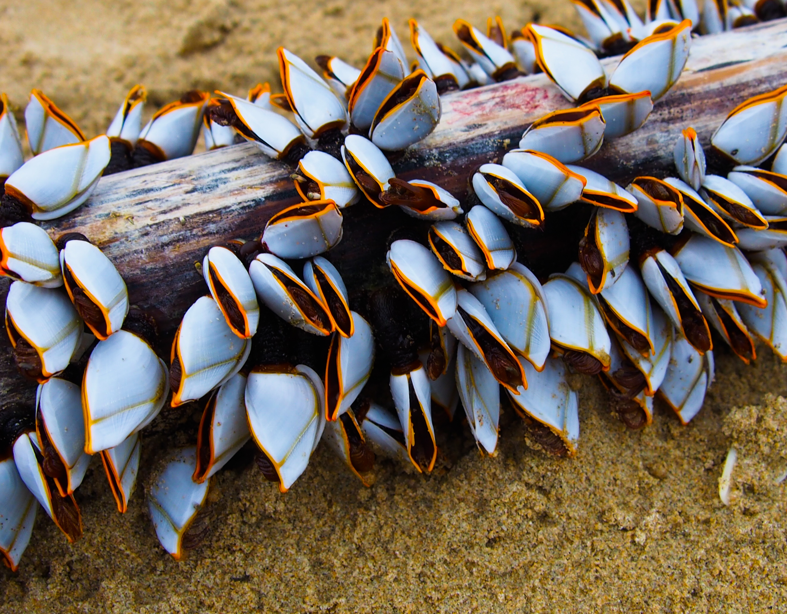 Close up of goose barnacles attached to wood log on the seashore. © Getty Barnacles attached to a small wooden log, on a sandy shore