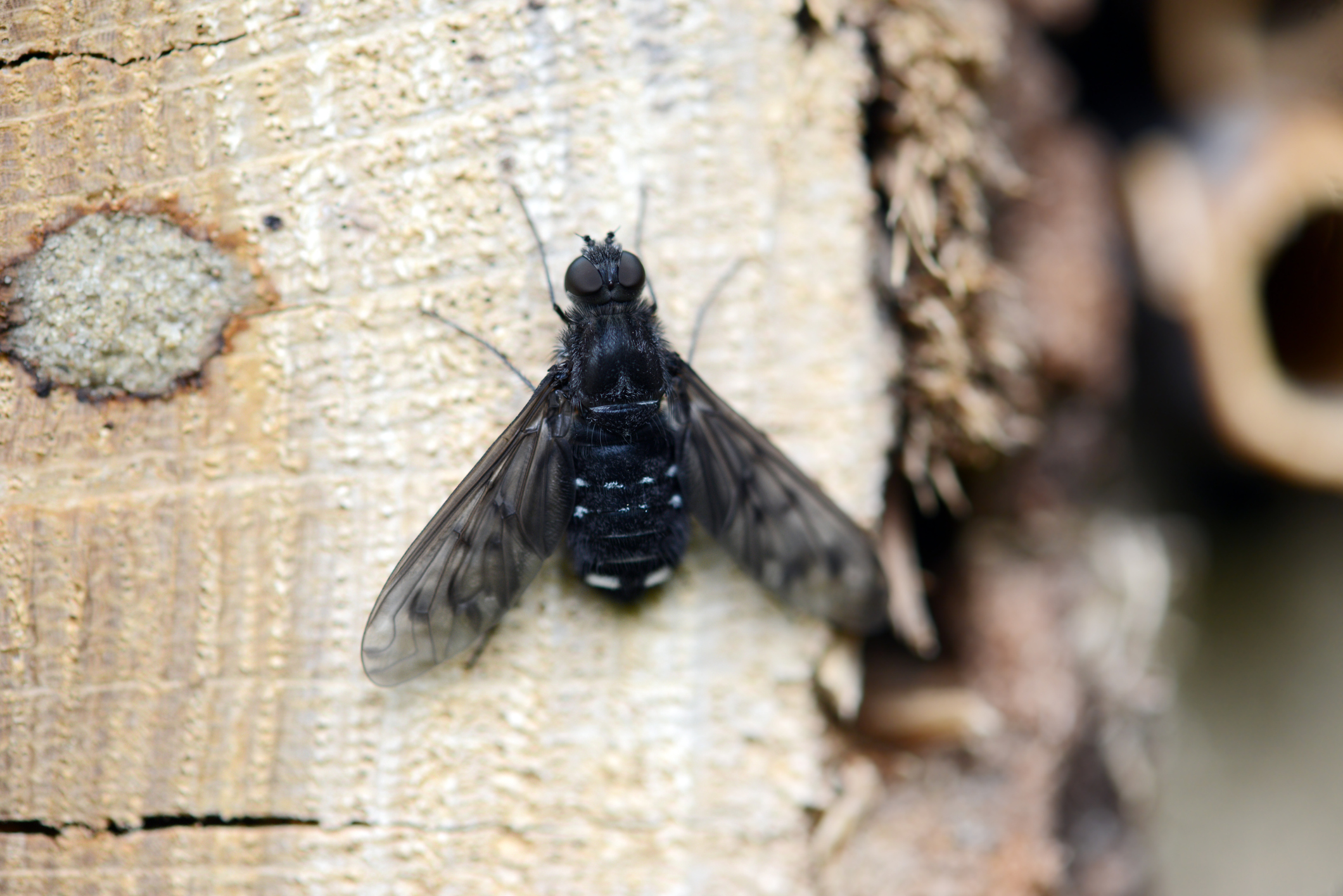 Anthrax fly on a bee hotel. © Getty Anthrax fly on a bee hotel. © Getty