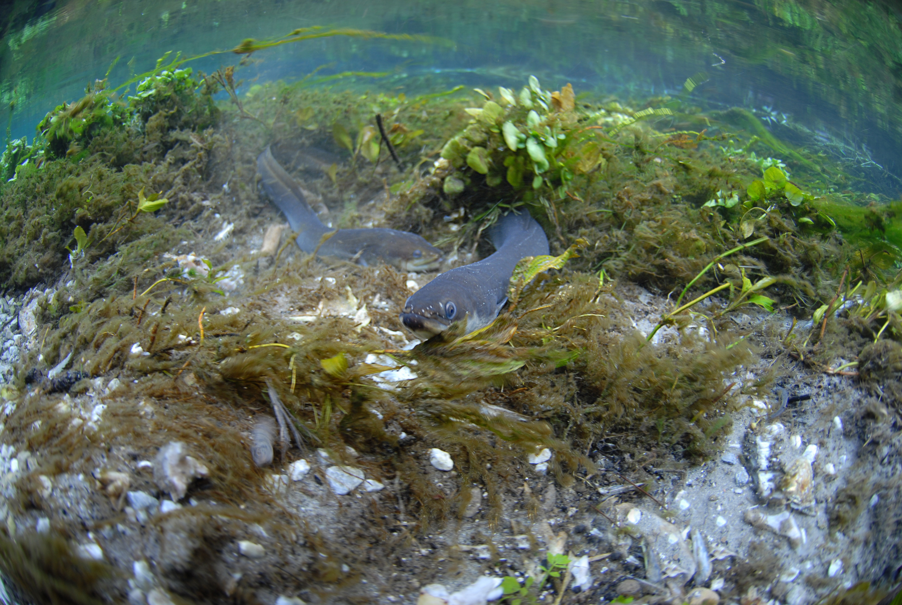 A European eel in Mediterranean Sea in Antalya, Turkey. © Tahsin Ceylan/Anadolu Agency/Getty A European eel in Mediterranean Sea in Antalya, Turkey. © Tahsin Ceylan/Anadolu Agency/Getty