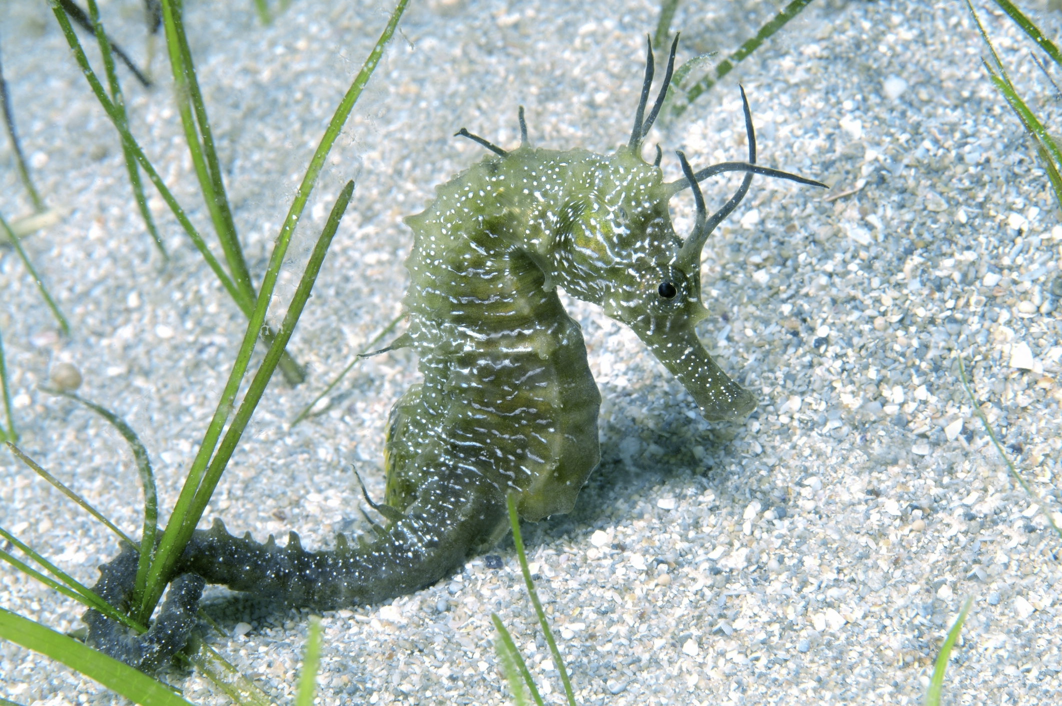 Short-snouted seahorse, in the Black Sea, Crimea, Ukraine. © Andrey Nekrasov/Getty Short-snouted seahorse, in the Black Sea, Crimea, Ukraine. © Andrey Nekrasov/Getty