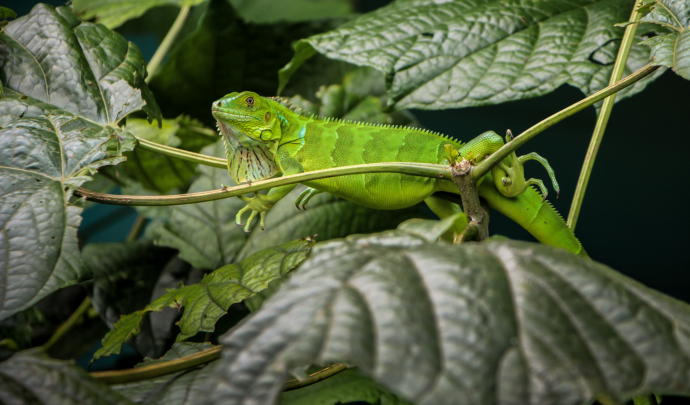 Green iguana in Corcovado National Park, Costa Rica. © Bas Vermolen/Getty Green iguana in Corcovado National Park, Costa Rica. © Bas Vermolen/Getty