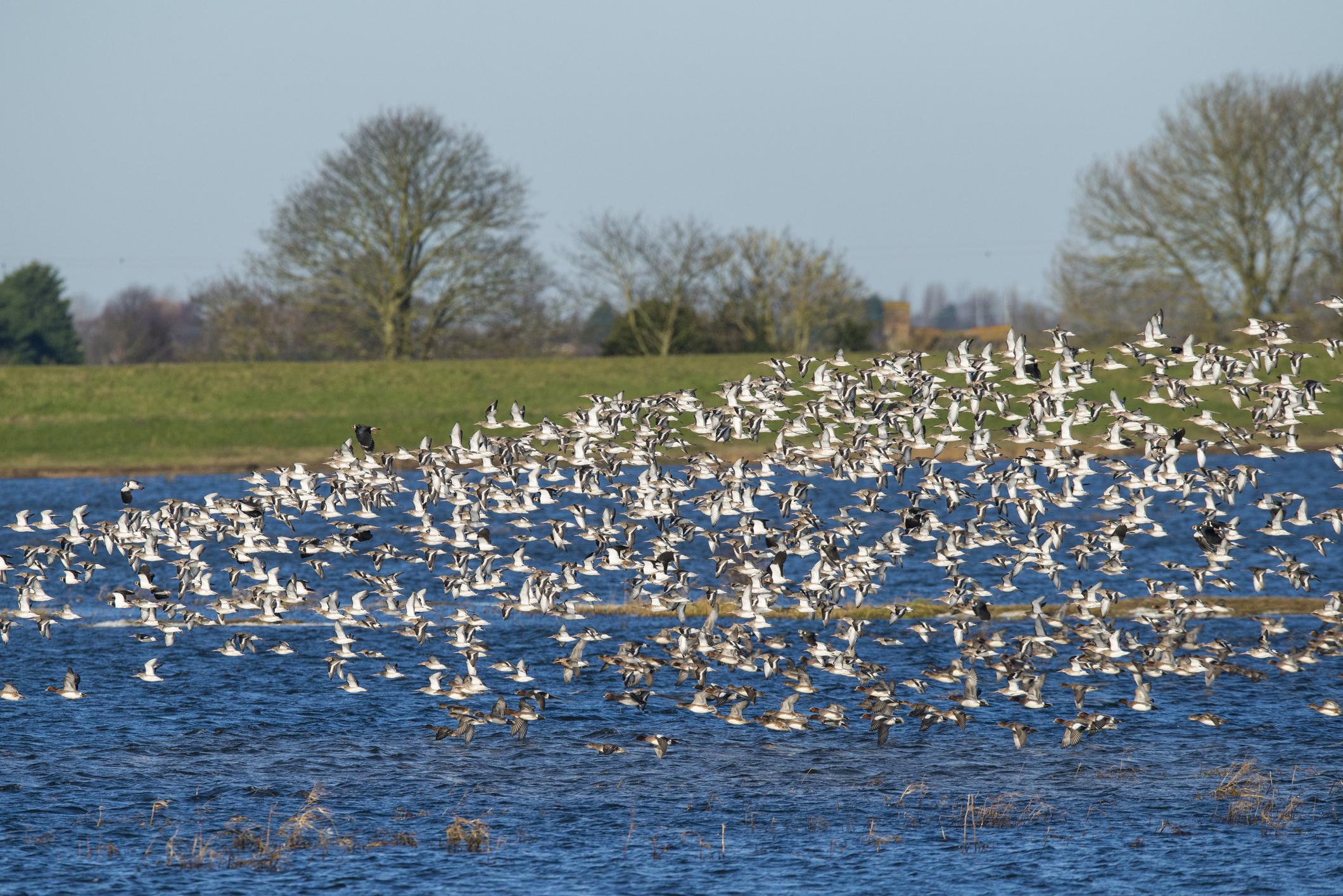 A flock of black-tailed godwits in flight, Ouse Washes, Norfolk, UK. © Mike Powles/Getty A flock of black-tailed godwits in flight, Ouse Washes, Norfolk, UK. © Mike Powles/Getty