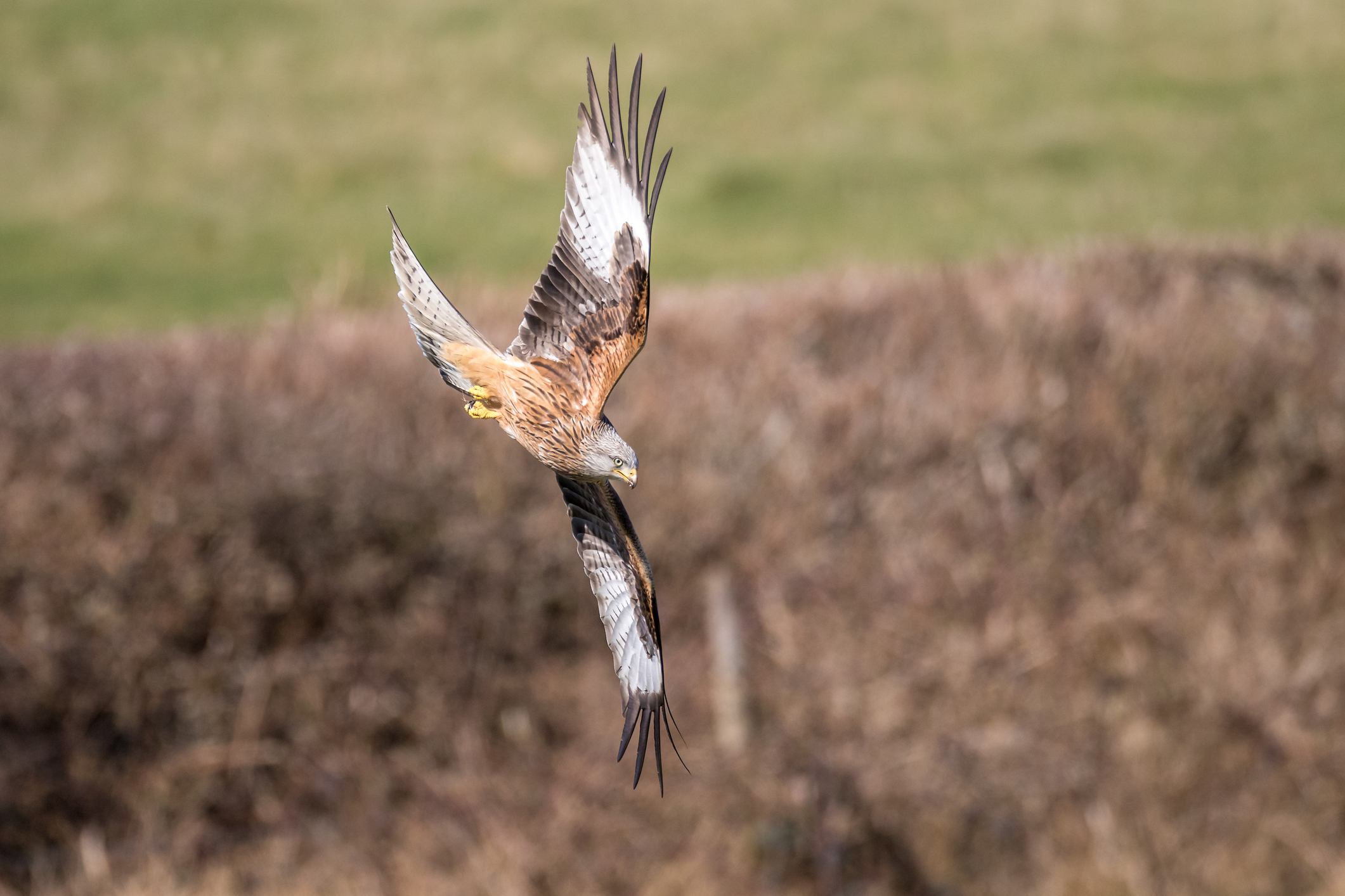 Red kite flying in mid Wales. © Steve Littlewood/Getty Red kite flying in mid Wales. © Steve Littlewood/Getty