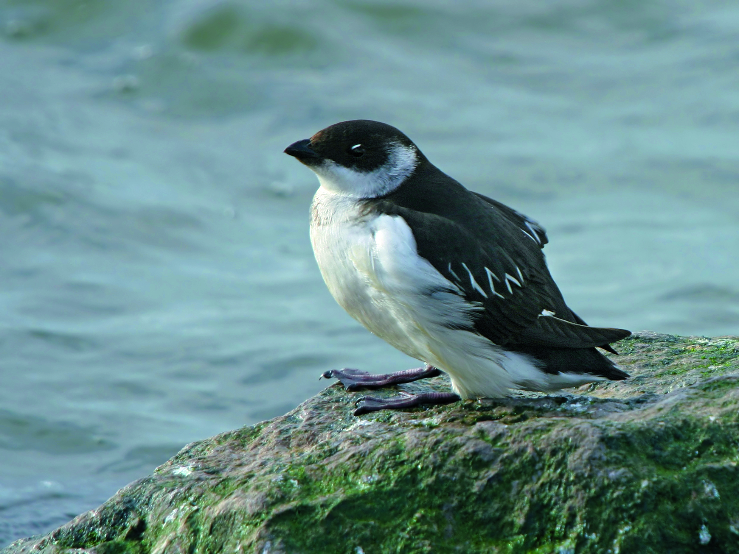 Hundreds of starling-sized auks can be seen along the Scottish coast. © Getty Hundreds of starling-sized auks can be seen along the Scottish coast. © Getty