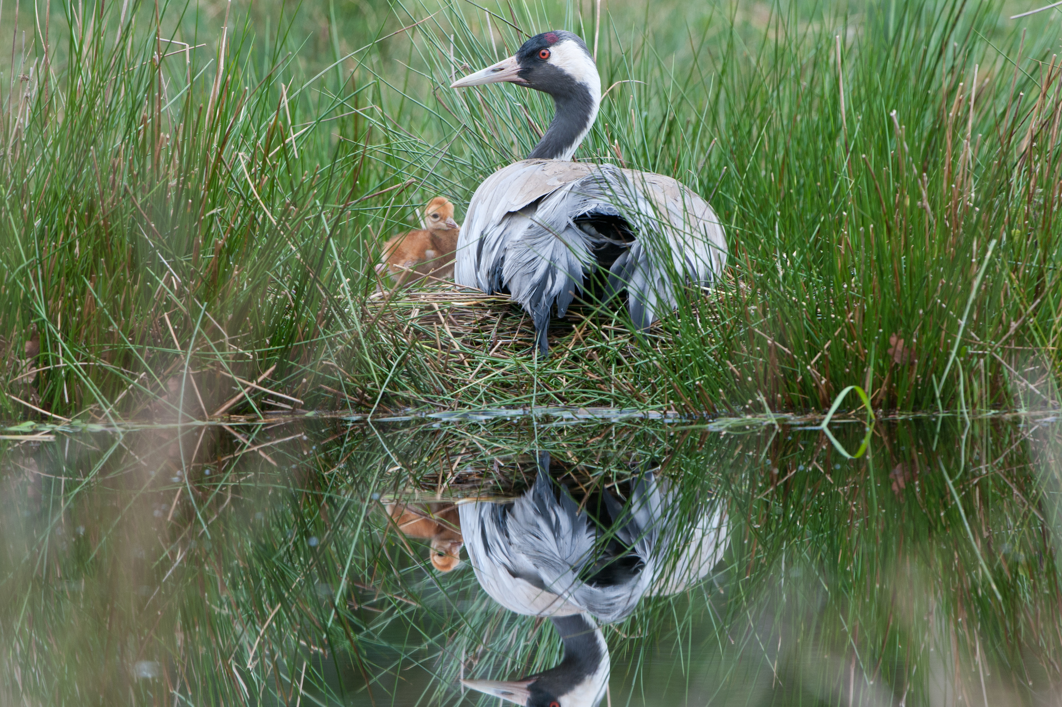 A female common crane at the nest with a one day old chick, in Norfolk, UK. © Mike Powles/Getty A female common crane at the nest with a one day old chick, in Norfolk, UK. © Mike Powles/Getty