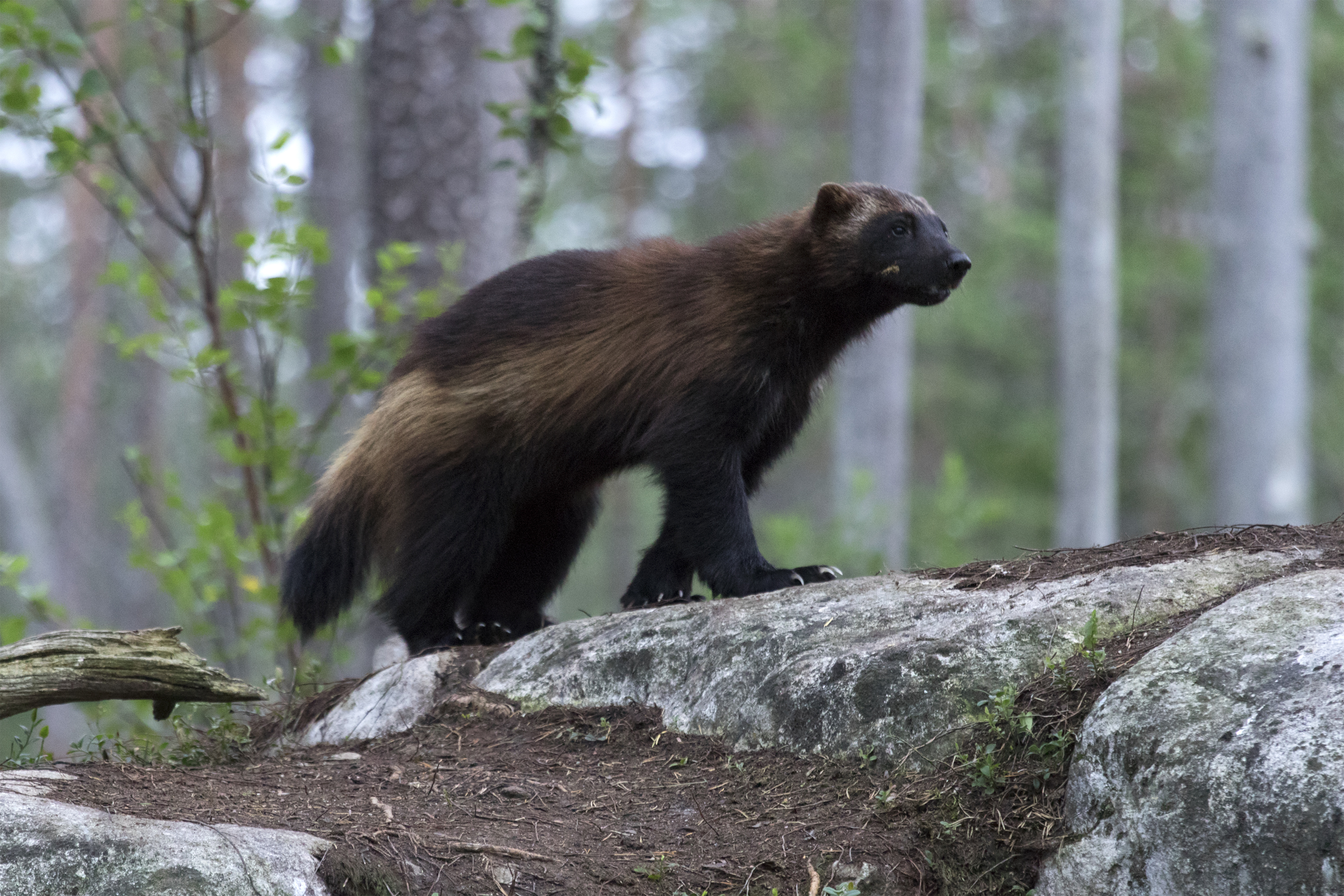 A wolverine in a forest in Northern Finland. © Getty A brown mammal walks across a large rock in the ground, surrounded by trees.