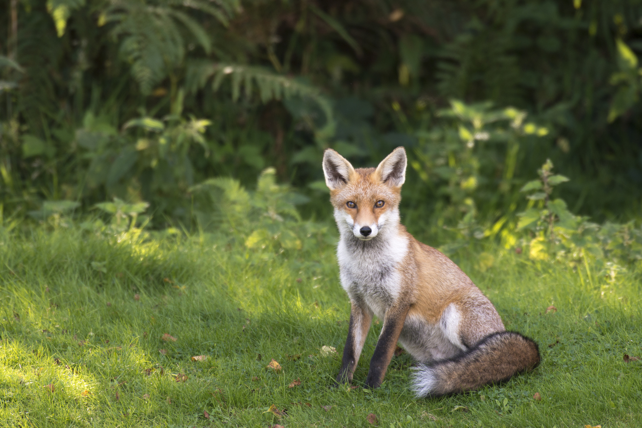 Red fox at the edge of Ashdown Forest, Sussex, England, UK. © James Warwick/Getty Red fox at the edge of Ashdown Forest, Sussex, England, UK. © James Warwick/Getty